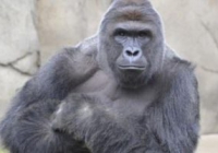 ������ ����� � �������� ������ ���������� ����� (�����) 